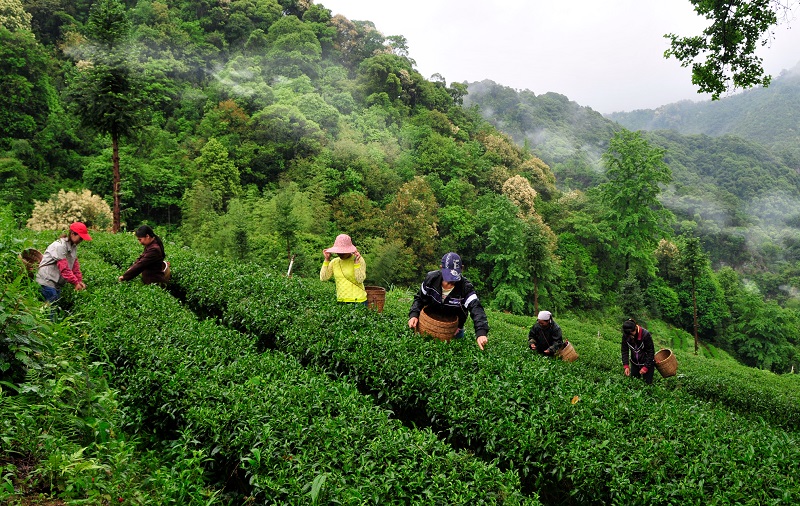 茶農(nóng)在車八嶺茶場摘春茶 攝影 鄧斌.JPG