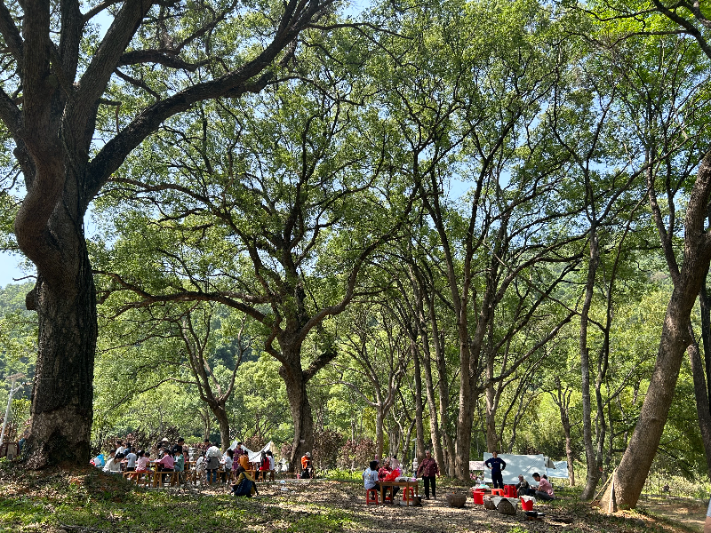 羅壩鎮(zhèn)淋頭村孔壩綠美古樹公園吸引不少游客.jpg