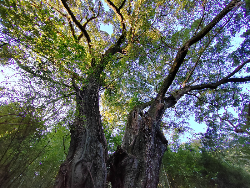 羅壩鎮(zhèn)淋頭村孔壩綠美古樹公園里的百年古榕，枝繁葉茂.jpg