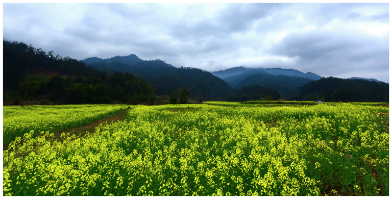 扶持社區(qū)種植的油菜--攝影：吳智宏.jpg