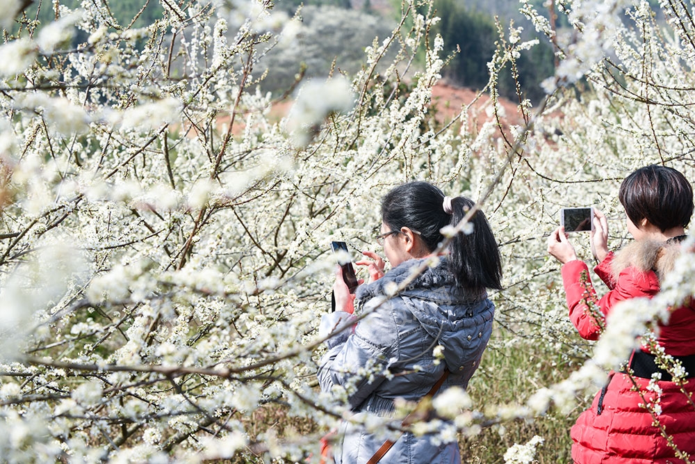 李花爛漫時(shí)